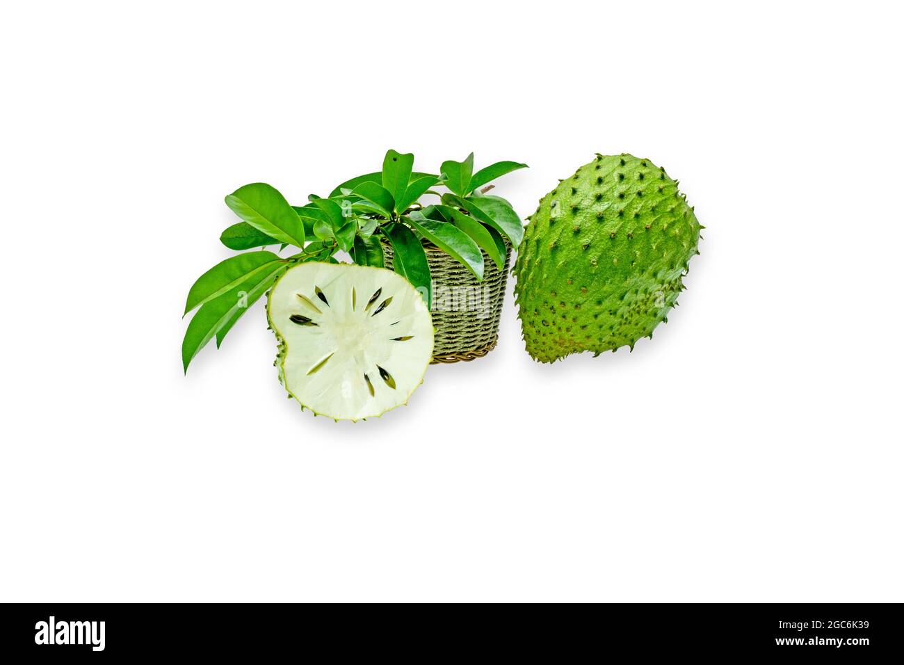 Annona muricata (graviola) is a fruit of the custard apple tree family in tropical climates through the world. Stock Photo