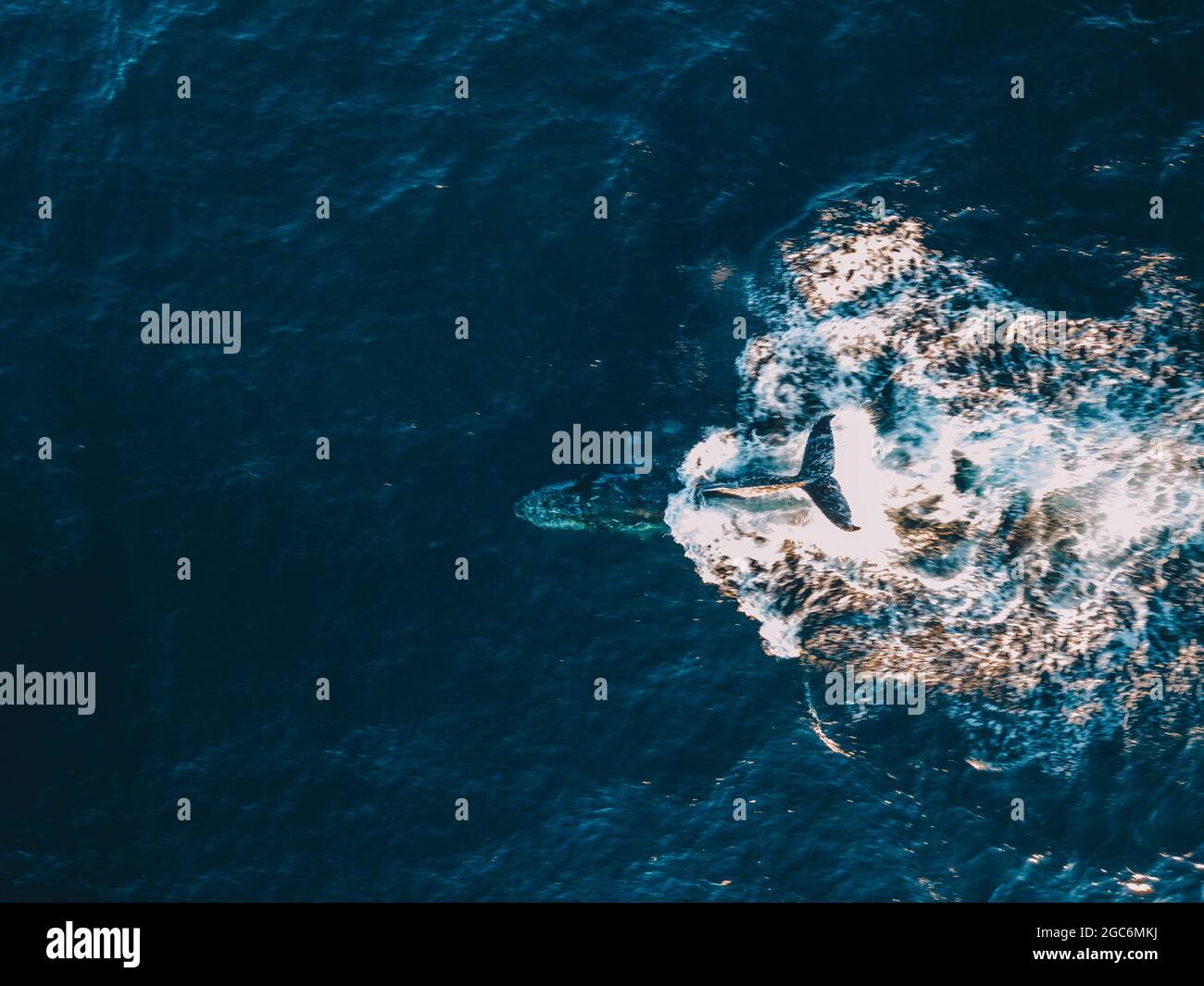 Whale splashing water in the ocean Stock Photo - Alamy