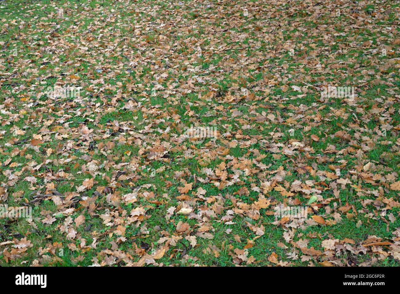 Fallen leaves carpet a forest floor Stock Photo