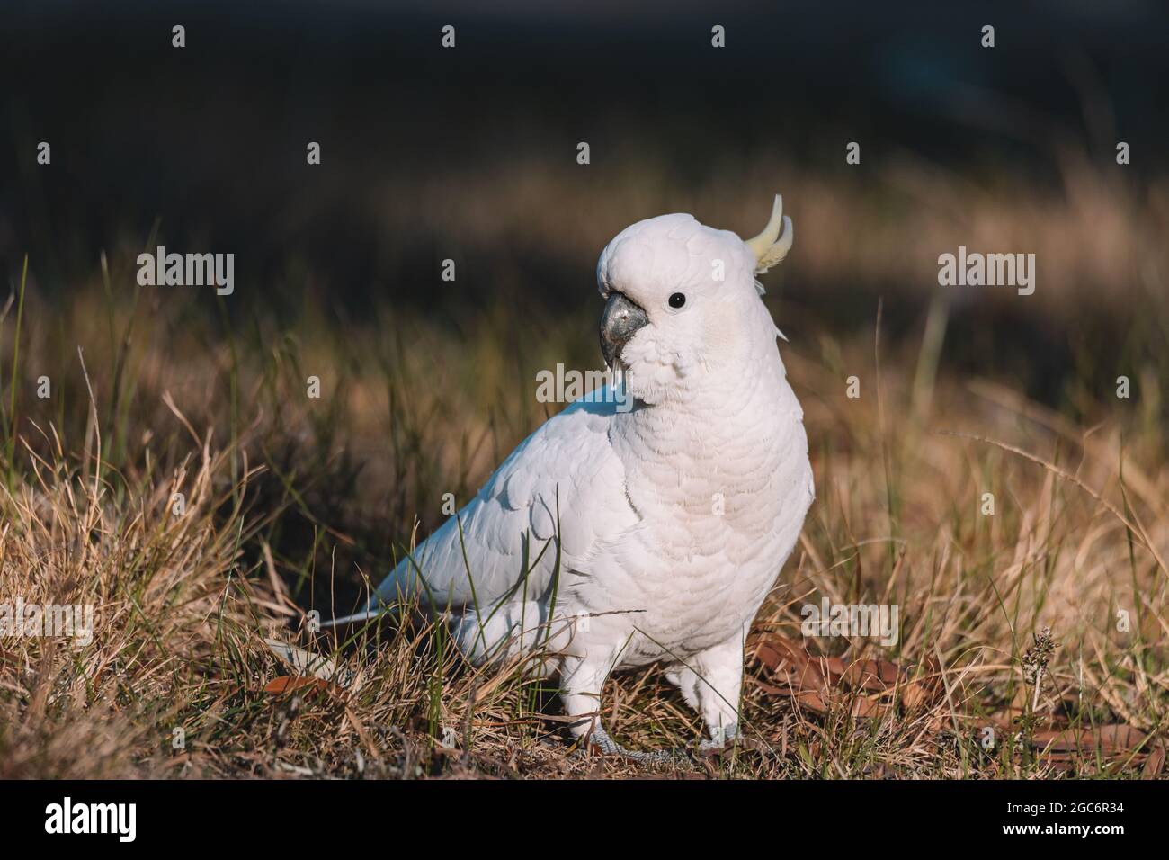 White SulphurCrested cockatoo walking in a grassy field Stock Photo