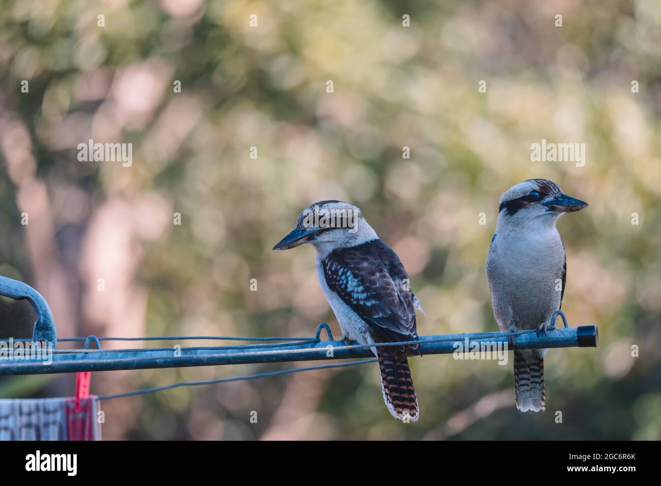Australian backyard birds hires stock photography and images Alamy