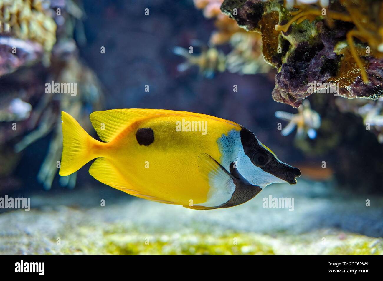 Foxface rabbitfish (Siganus vulpinus) fish underwater in sea Stock Photo