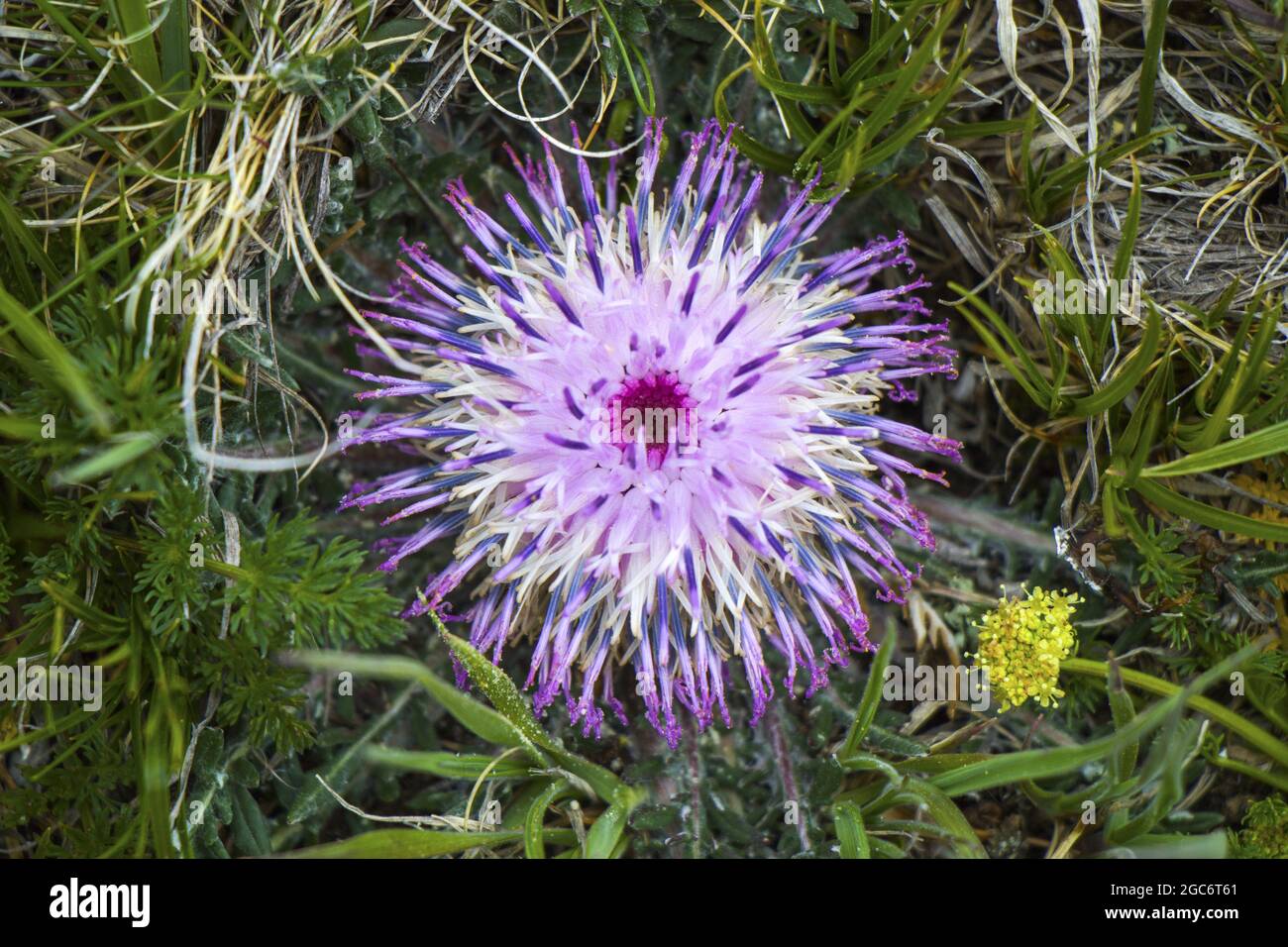 Closeup shot of a jurinella subacaulis purple flower in the field Stock Photo