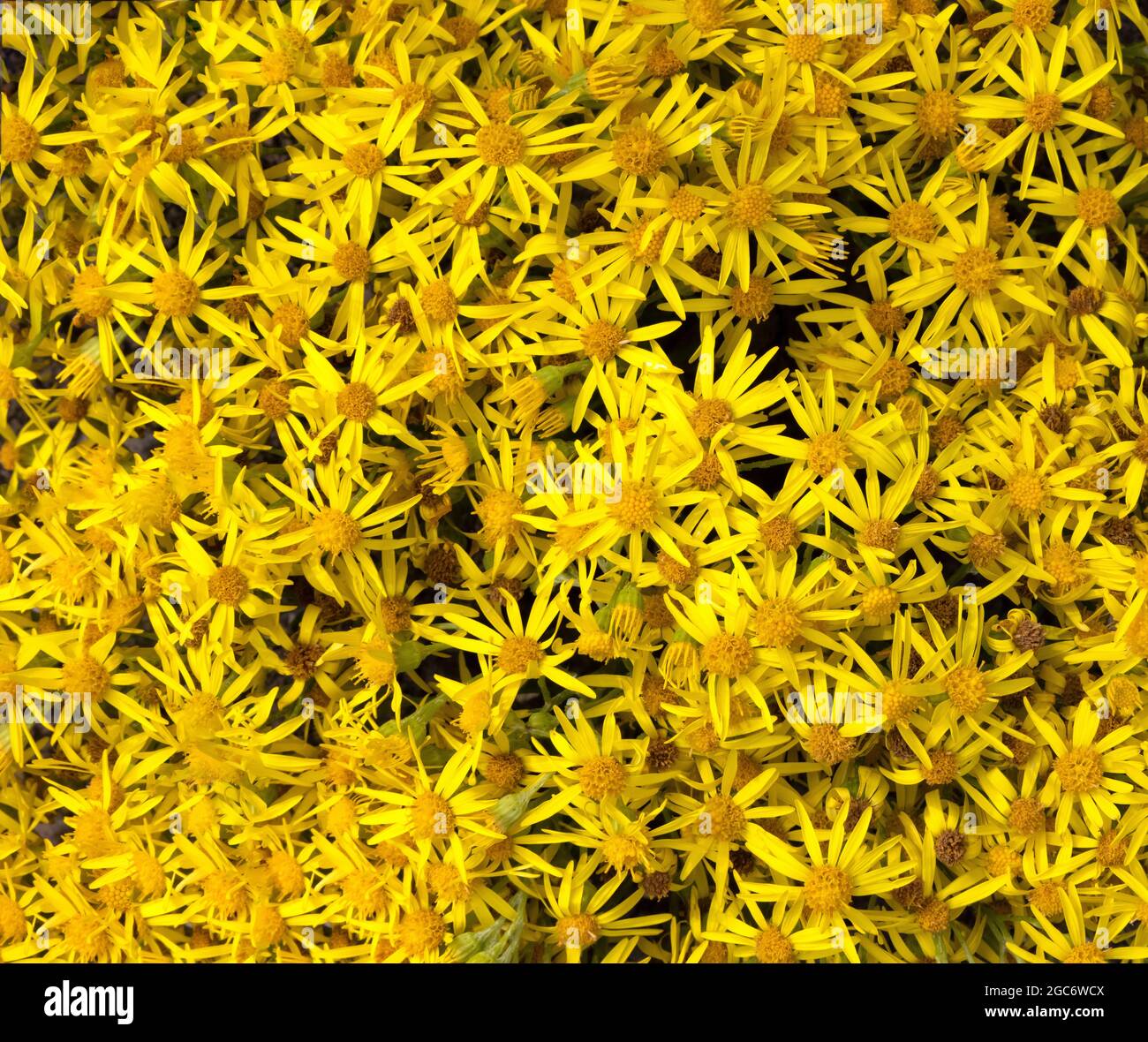 Close up of Ragwort flowers, also known as Stinking Willie. UK Stock Photo