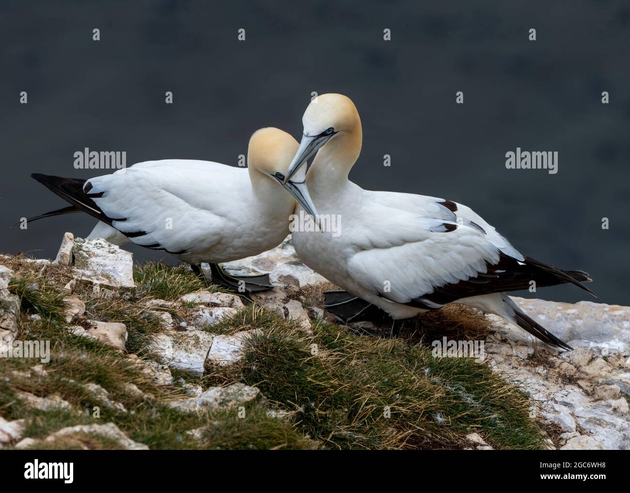 Northern gannets bonding at Bempton Cliffs, East Riding, Yorkshire, UK Stock Photo