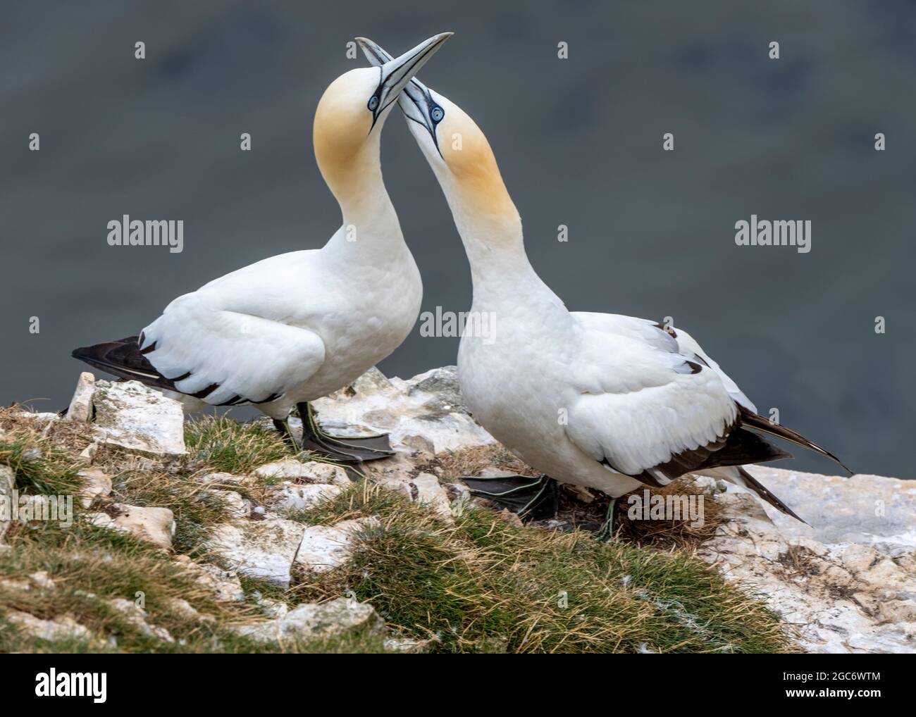 A pair of Northern Gannets bonding at Bempton Cliffs, East Riding, Yorkshire, UK Stock Photo
