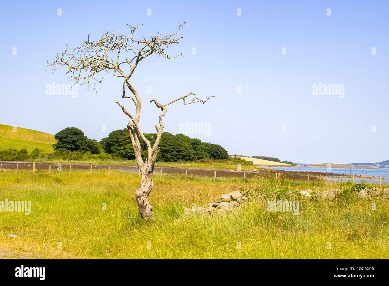 A dead Common Hawthorn tree Crataegus Monogyna on the National Trust property at Gibbs Island in County Down Northern Ireland. taken on a hot day Stock Photo