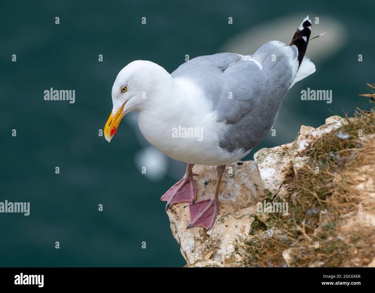 A single Herring gull on a cliff-top ledge, Bempton Cliffs, East Riding, Yorkshire, UK Stock Photo