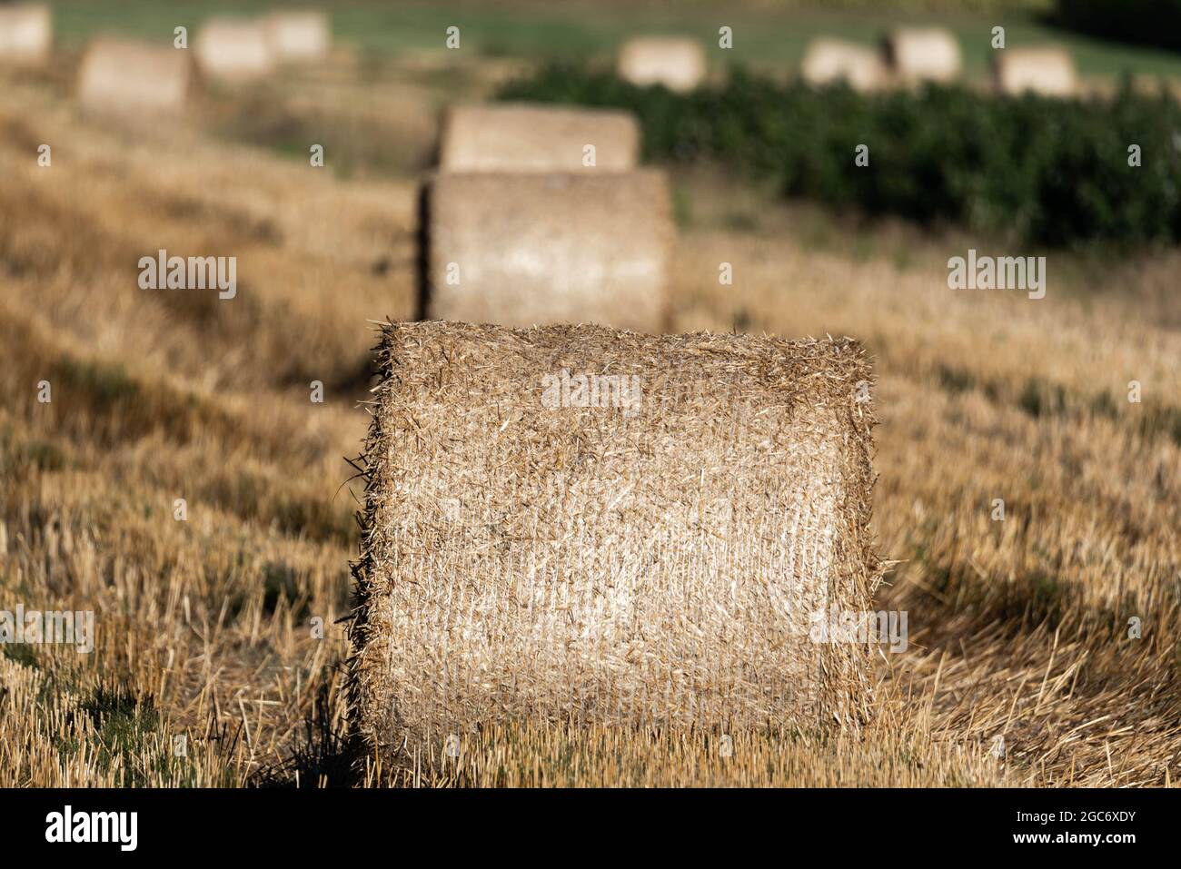 Straw Bales Tractor Supply Hires Stock Photography And
