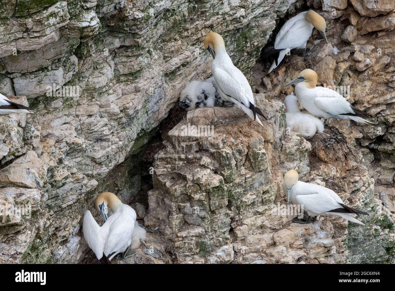 Fluffy young chicks with adult gannets on the cliff-face at Bempton, East Riding, Yorkshire, UK Stock Photo