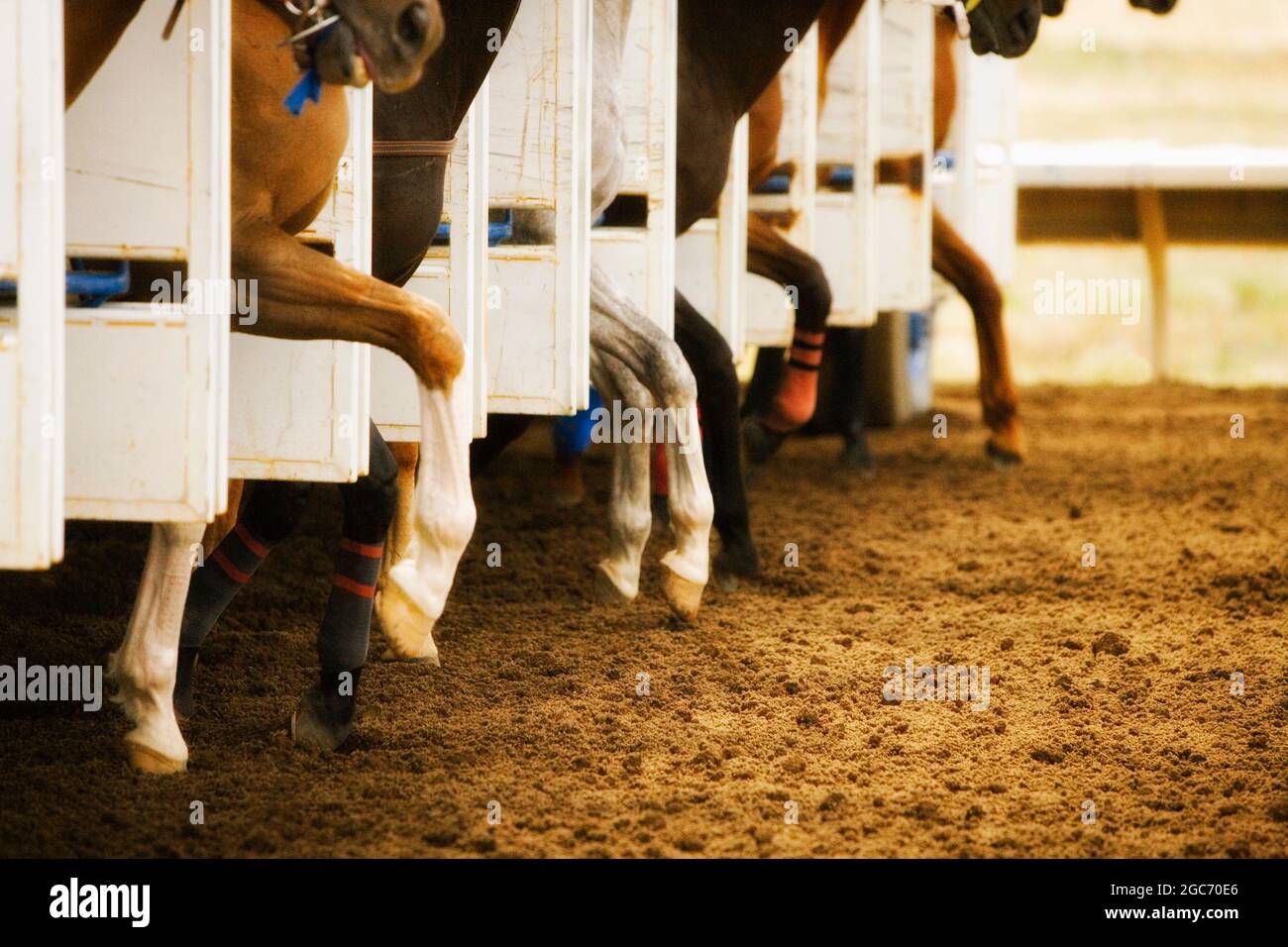 Legs of race horses taking their first step out of starting gate during