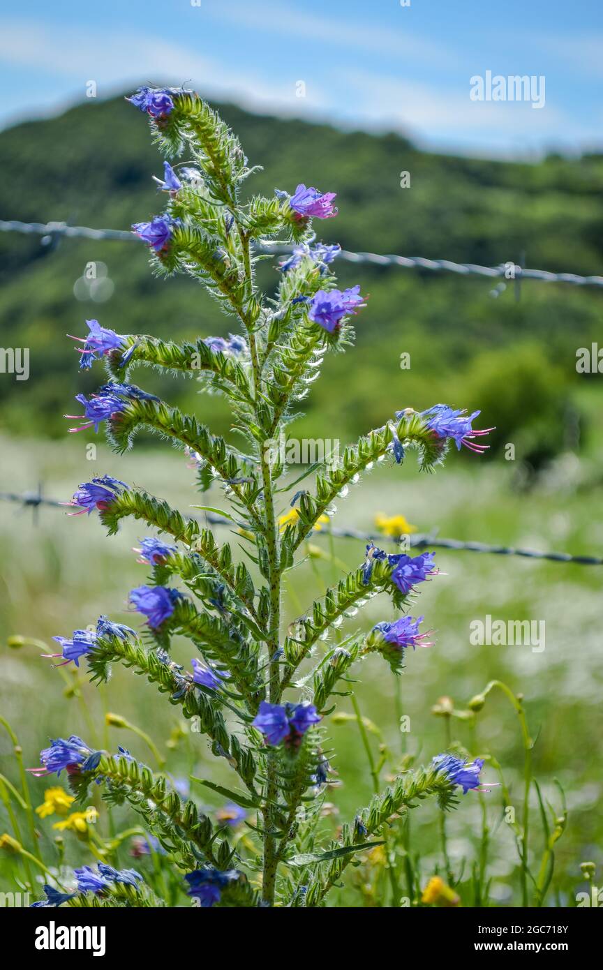 Blue Viper's Bugloss flowers in the meadow in summer close up - (Echium vulgare) Stock Photo