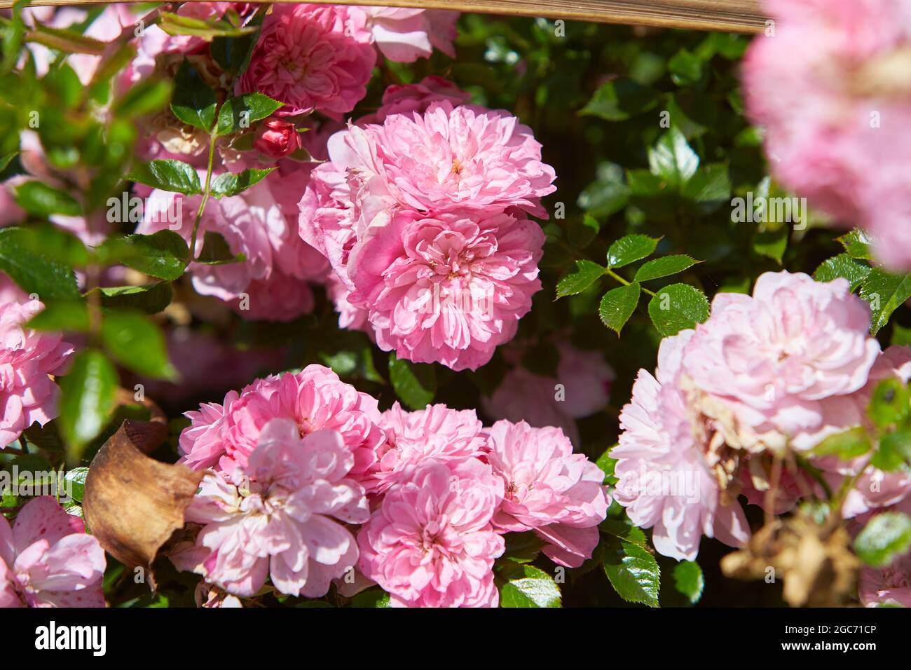 Pink shrub roses in a cottage garden Stock Photo - Alamy