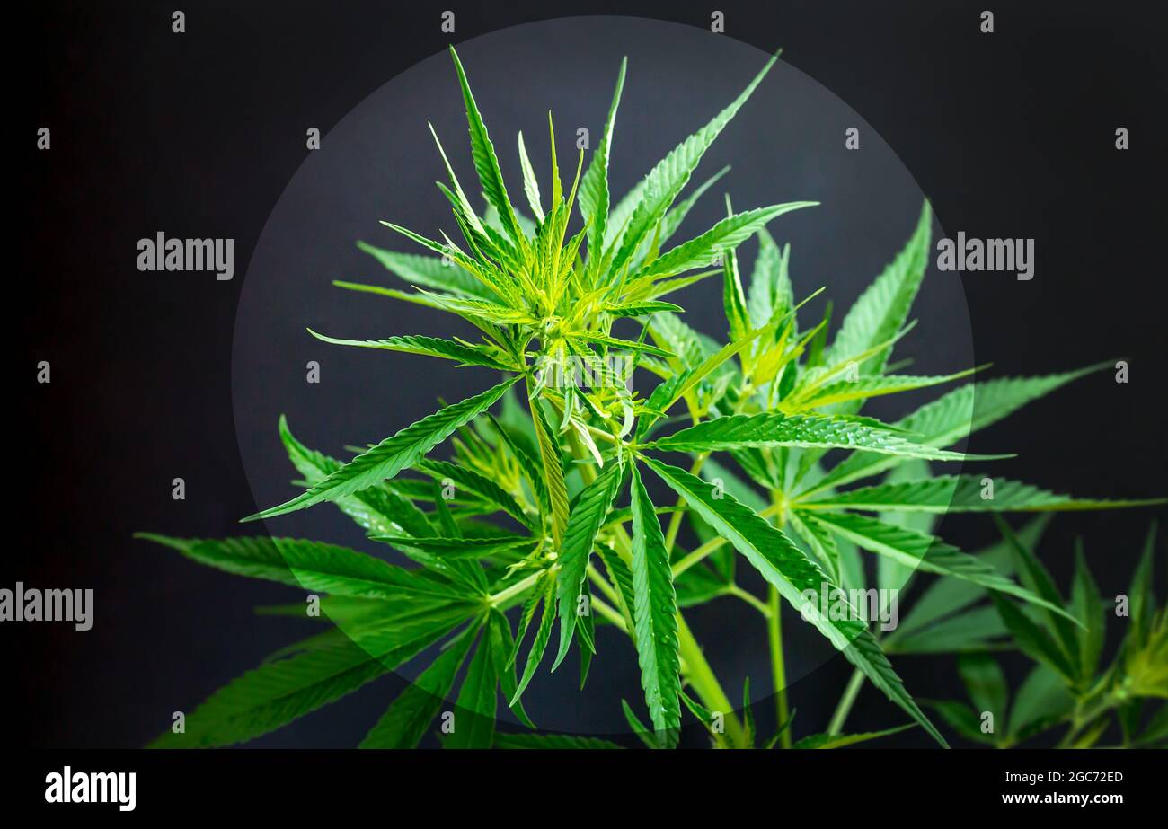 Cannabis or hemp plant leaves with dew on dark background. Growing medical marijuana concept Stock Photo