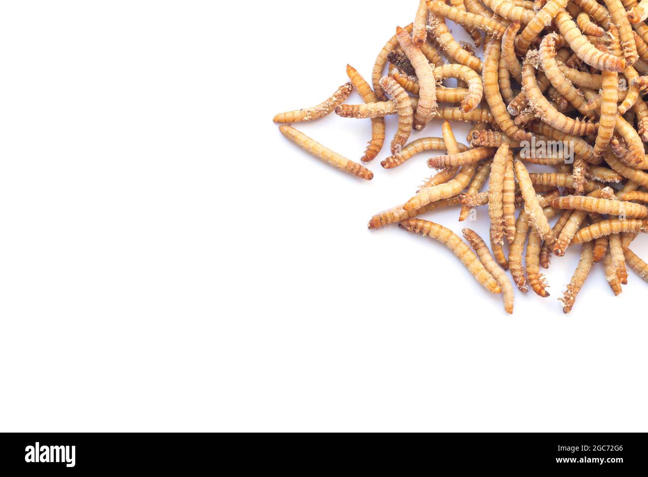 Pile of dried or frozen mealworm larvae isolated on white background