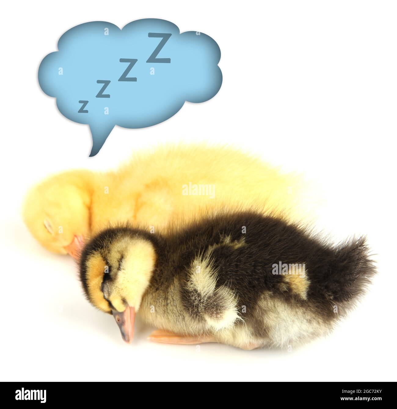 Sleeping cute ducklings isolated on white Stock Photo Alamy
