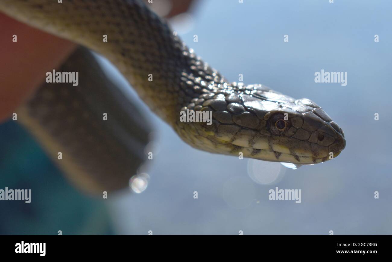 Water green snake close up in my hand Stock Photo