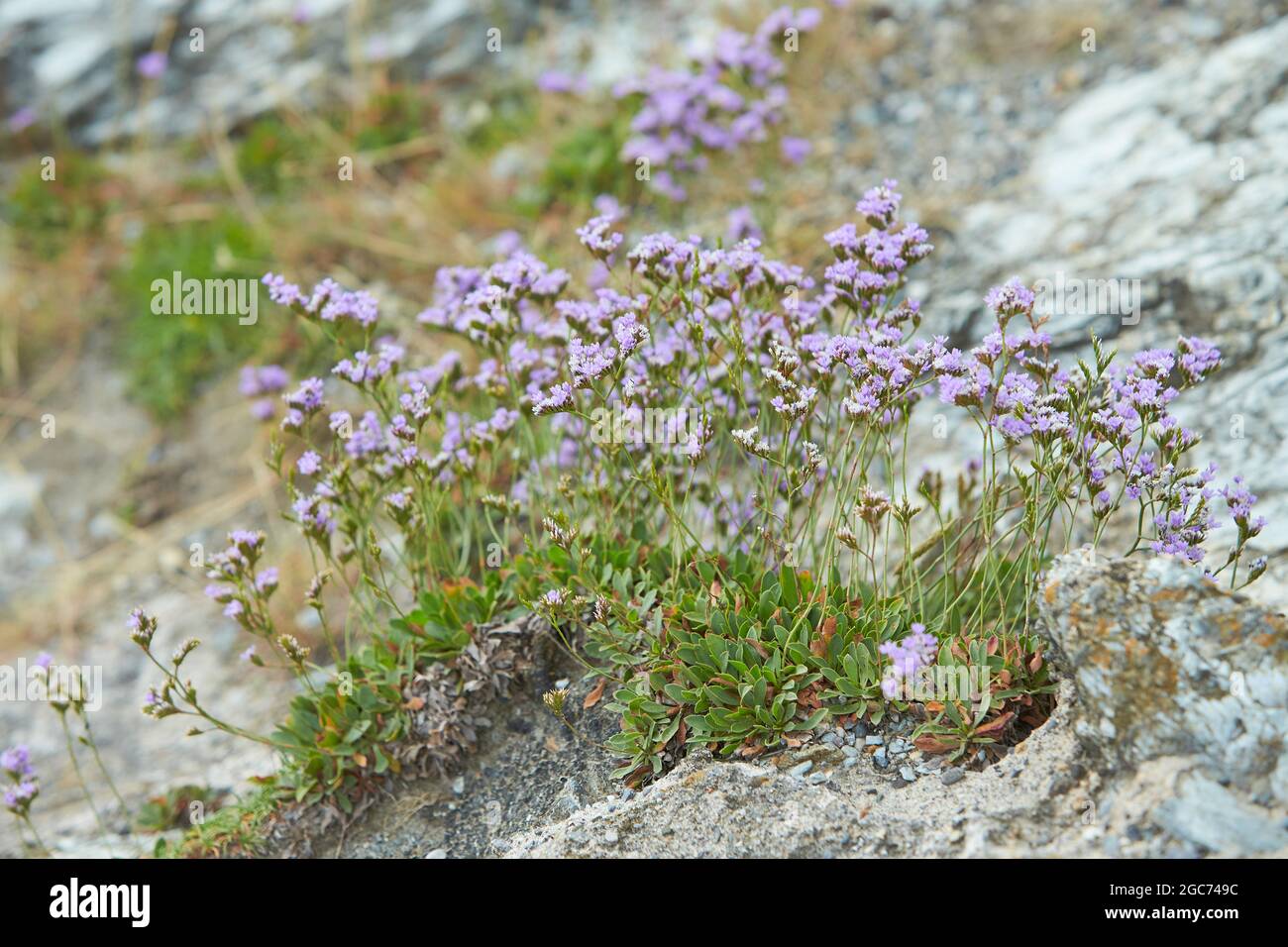Sea lavender - Limonium vulgare flower (Plumbaginaceae; Caryophyllales) blooming in july at salt-rich sea coasts in the wadden sea. Stock Photo