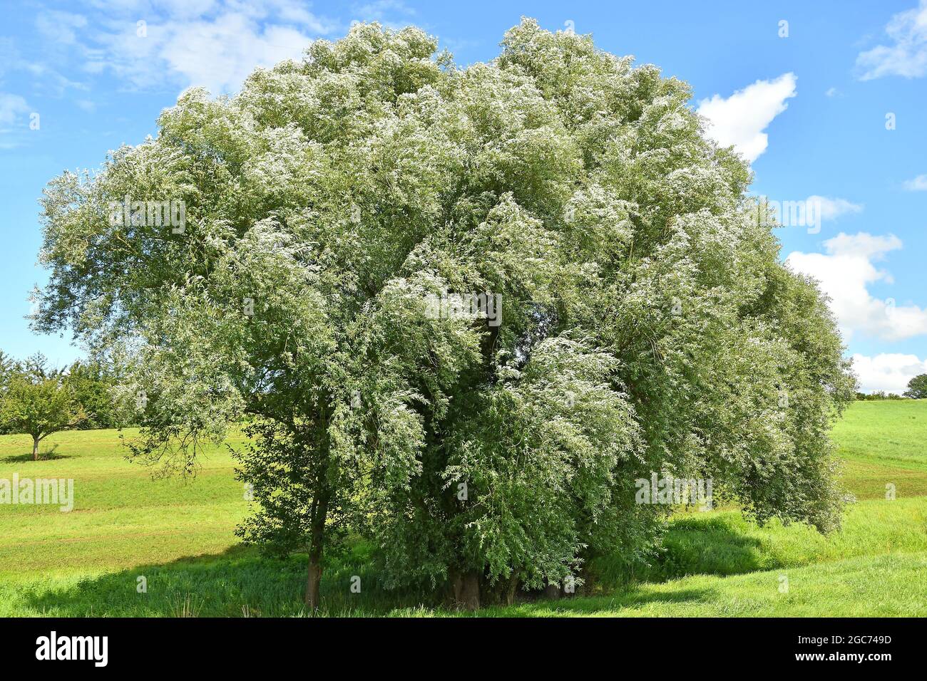 white willow on a green meadow with a blue sky in summer in Germany Stock Photo