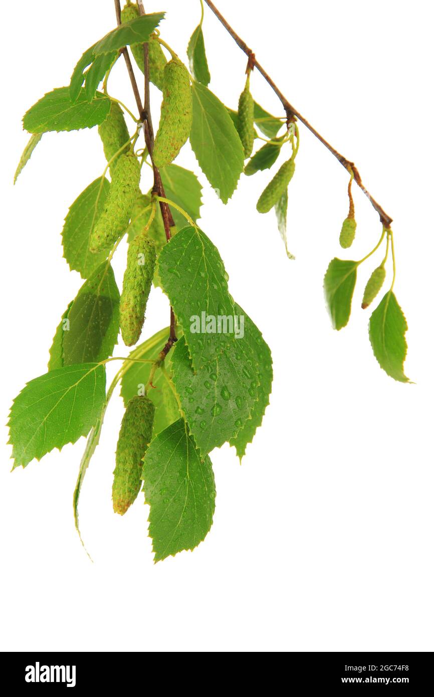 Green birch leaves isolated on white Stock Photo - Alamy