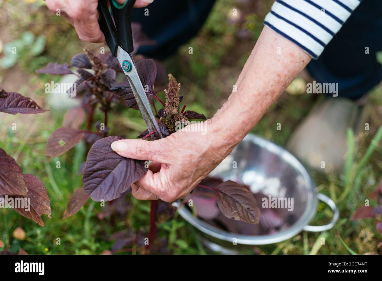 Gardener harvesting purple amaranth (Amaranthus blitum). Stock Photo