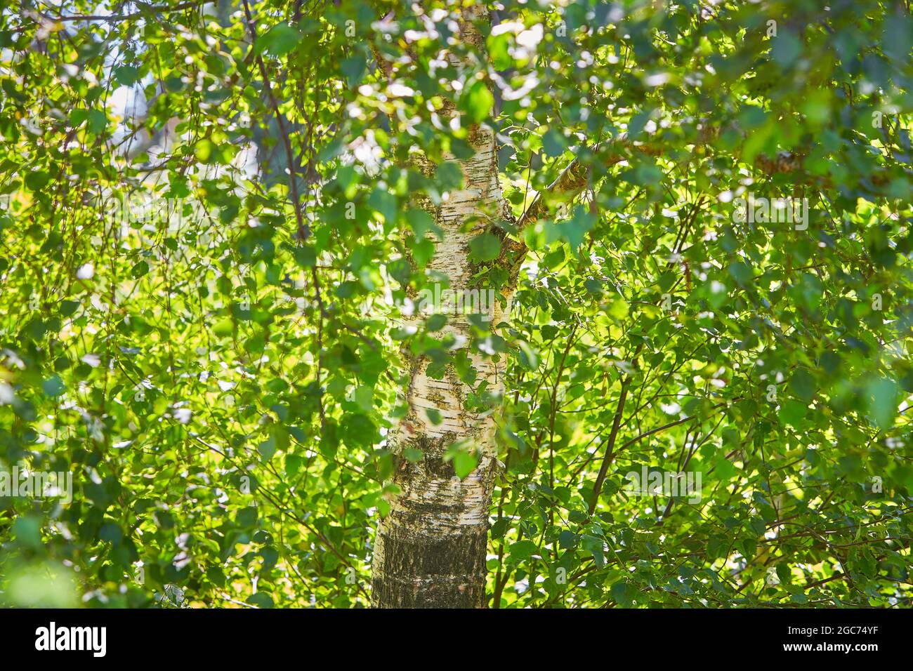 Branches of birch in summer time. Stock Photo