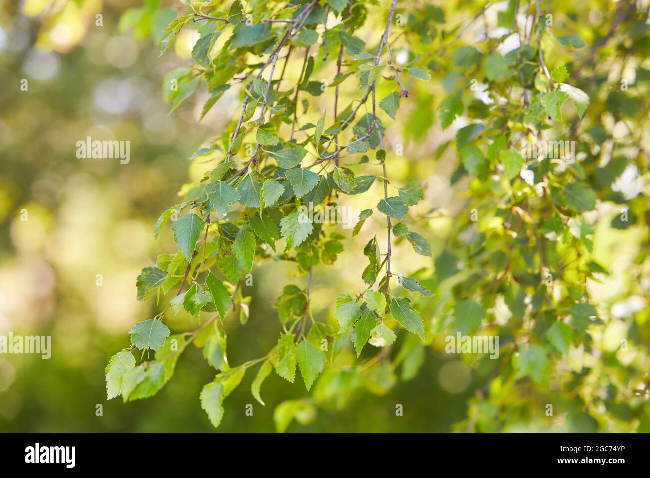 Branches of birch in summer time. Stock Photo