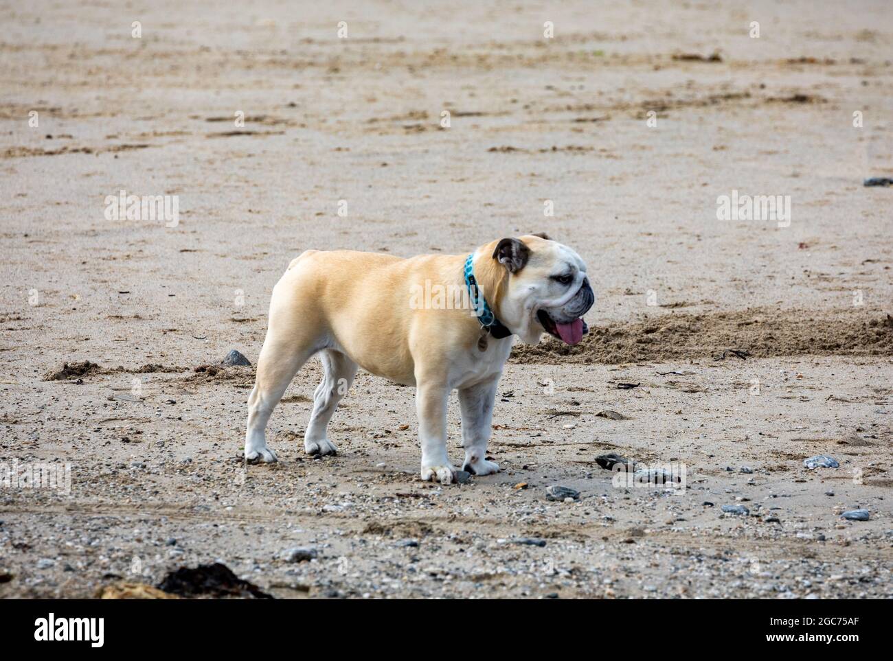 An English Bulldog on the beach in Portreath, Cornwall,UK Stock Photo