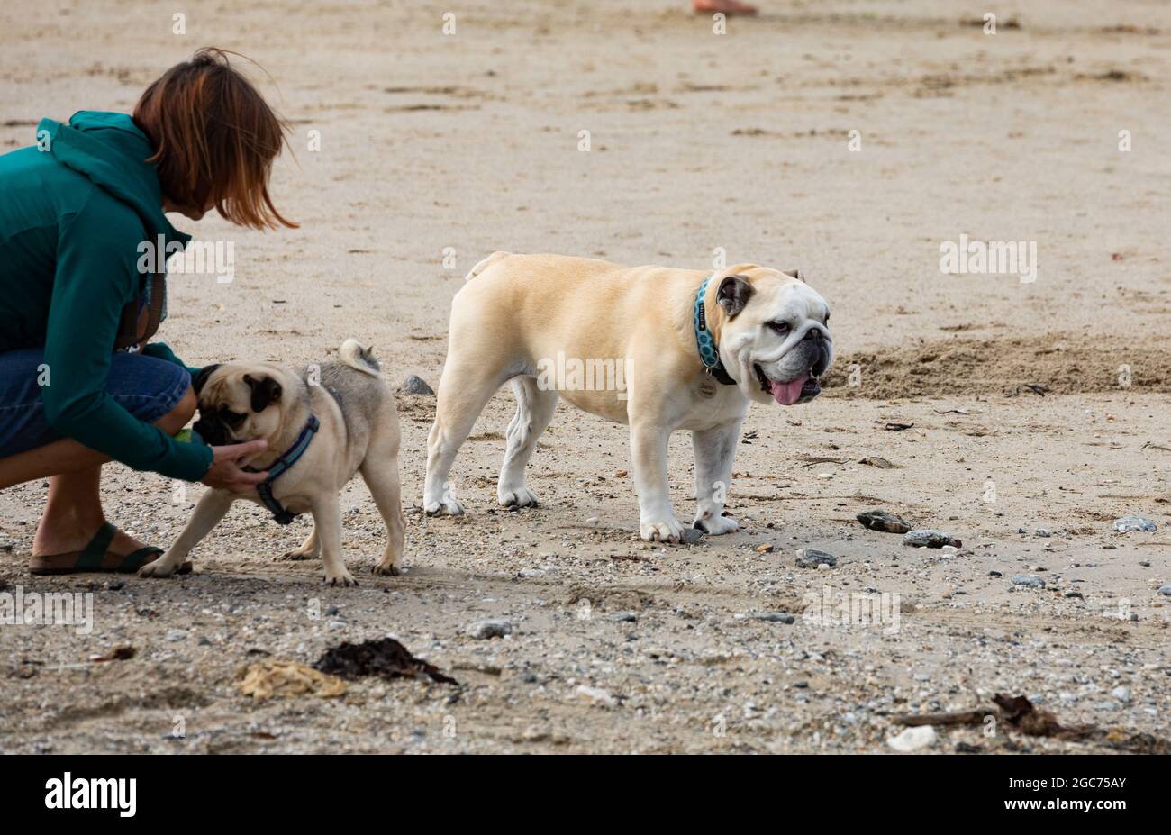 A lady with a Pug and an English Bulldog on the beach in Portreath, Cornwall,UK Stock Photo