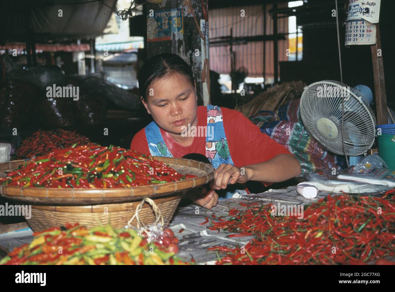 Woman working sorting hot red chilli peppers for sale. Stock Photo