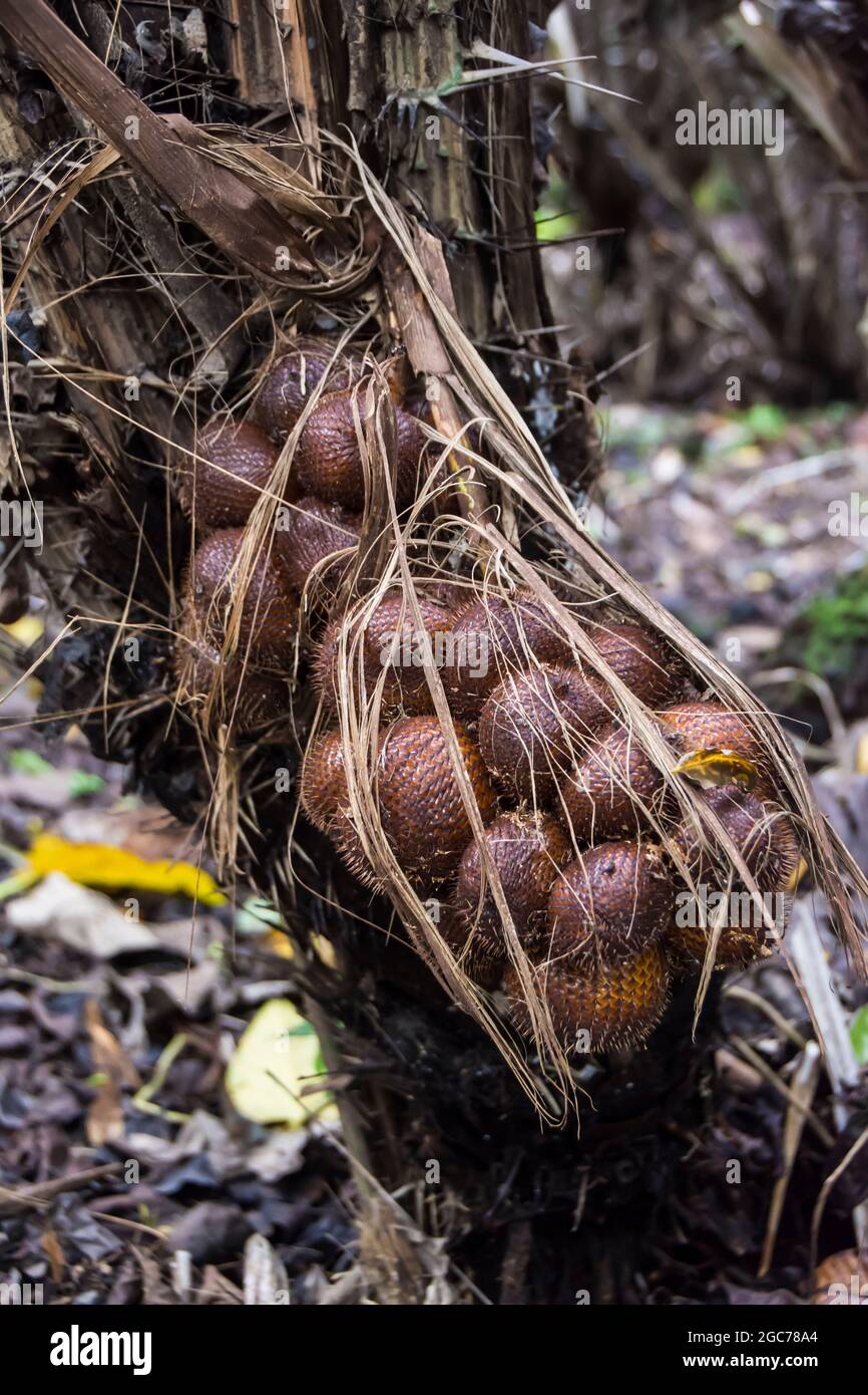 A cluster of salak fruits (snake fruit) . Bali, Indonesia. Stock Photo