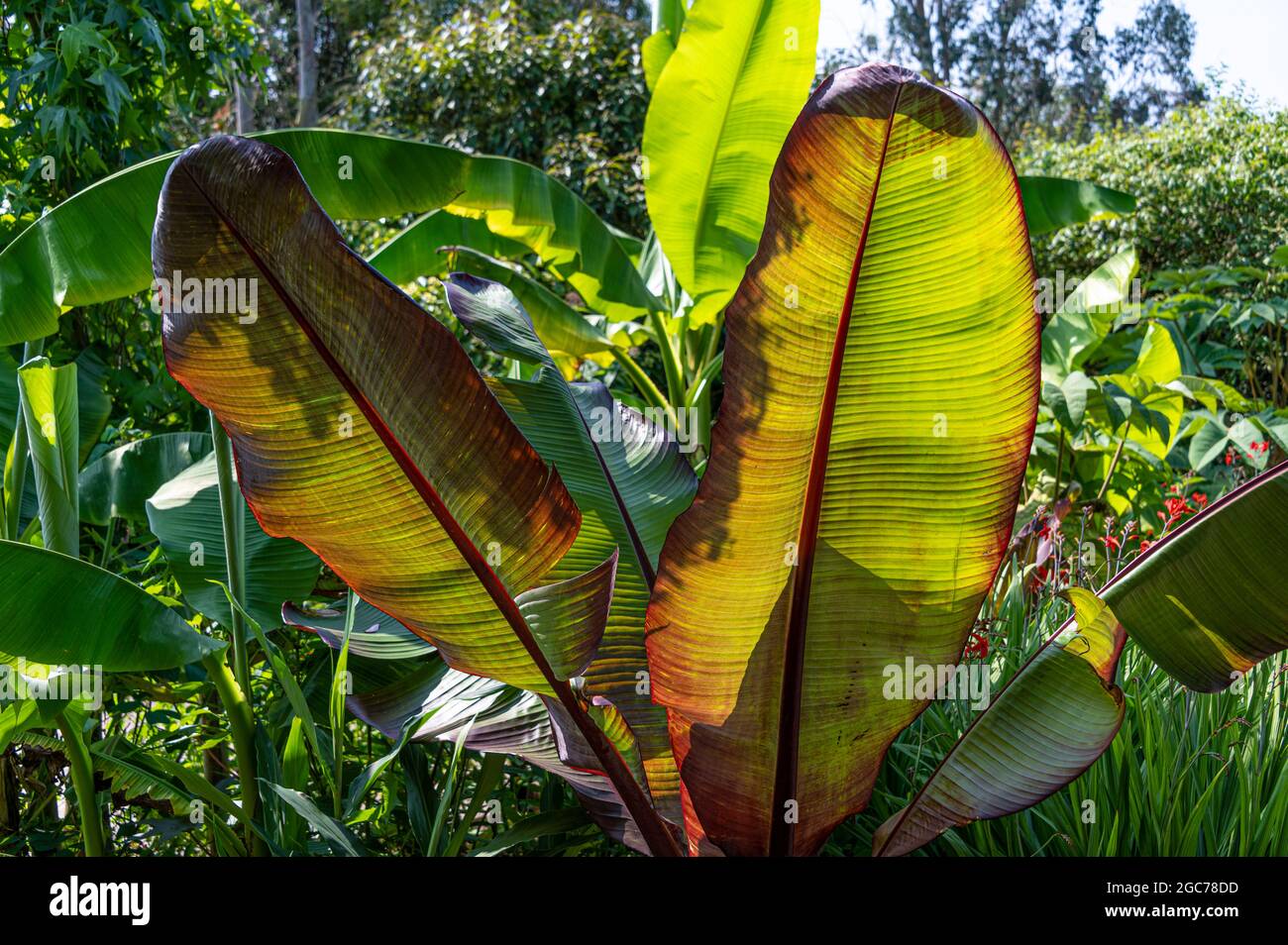 Ensete ventricosum Maurelii, Ethiopian black banana, Ensete ventricosum Rubrum, Musa Santa Morelli. Stock Photo