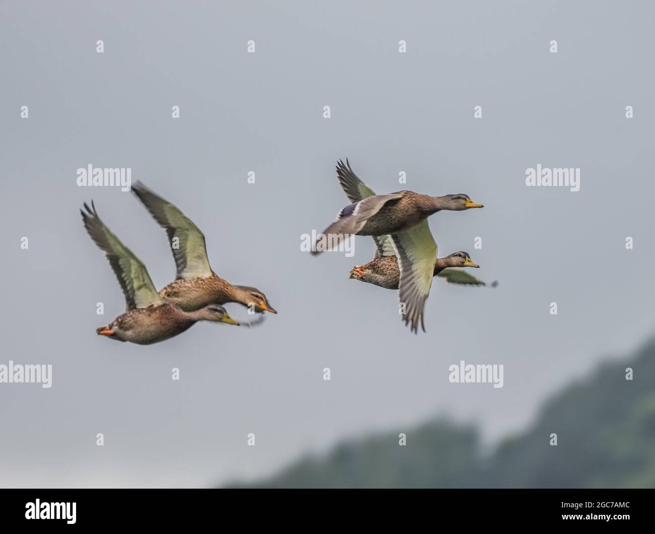 Mallard ducks in flight, Welsh Wildlife Centre, Cilgerran, Wales Stock Photo