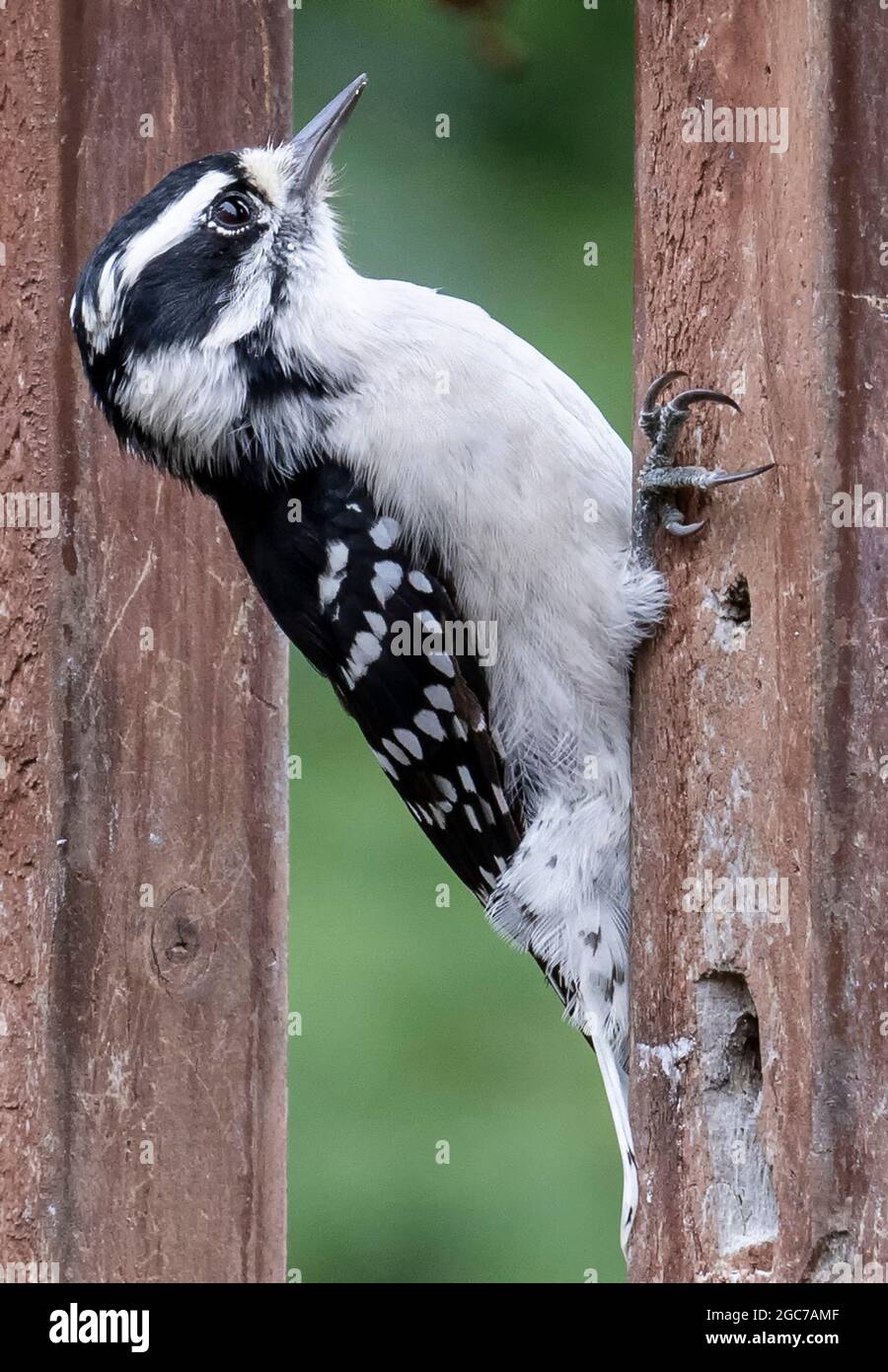 Downy Woodpecker on the deck railing Stock Photo