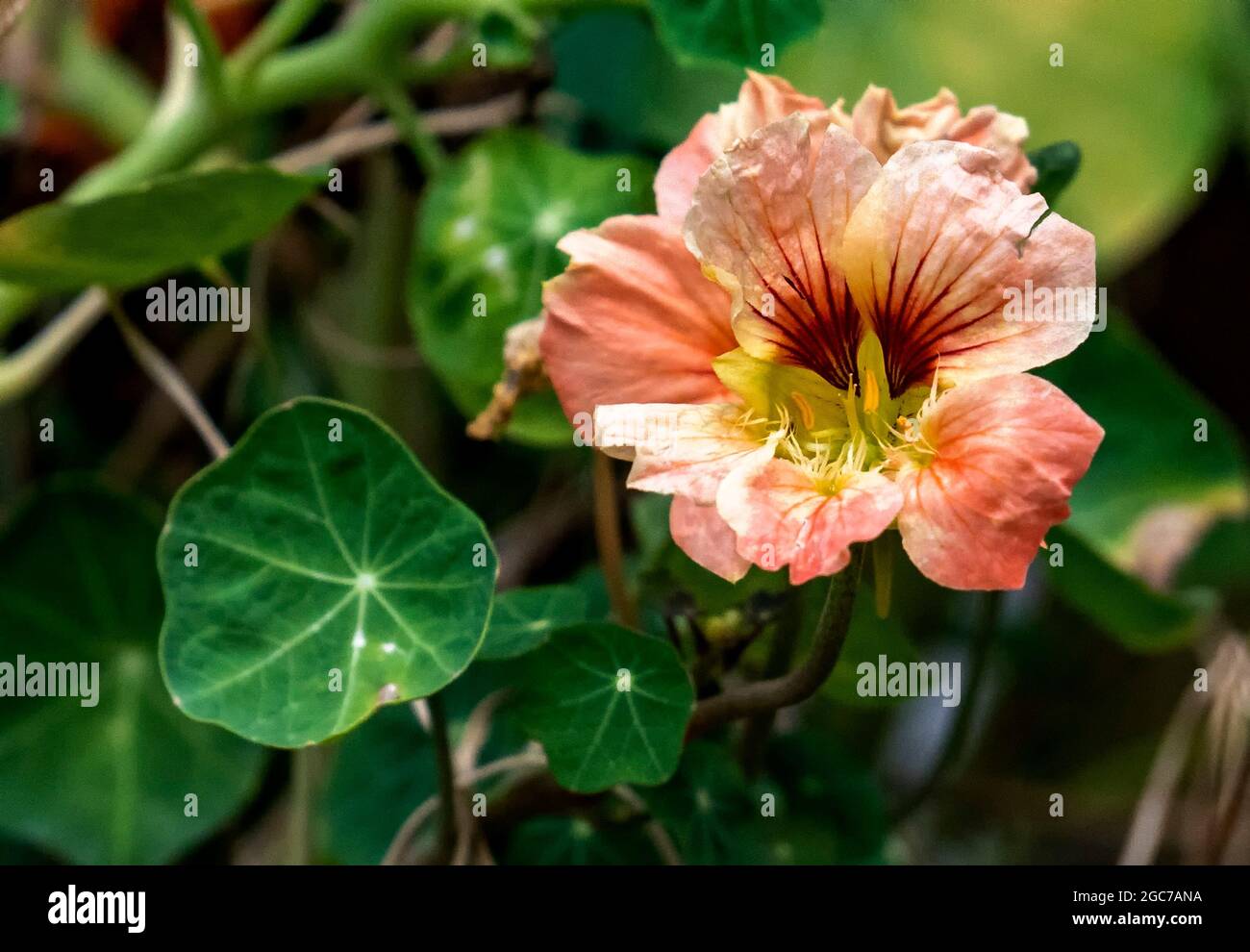 A profusion of hi-res stock photography and images - Alamy