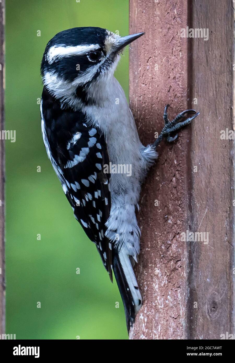 Downy Woodpecker on the deck railing Stock Photo