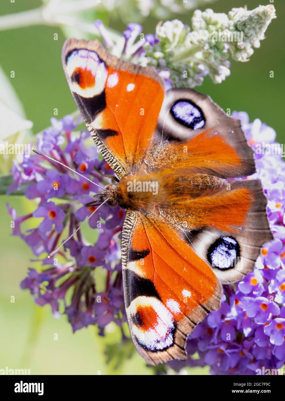 Peacock Butterfly, perched on a Buddleja in a British Garden Summer 2021 Stock Photo