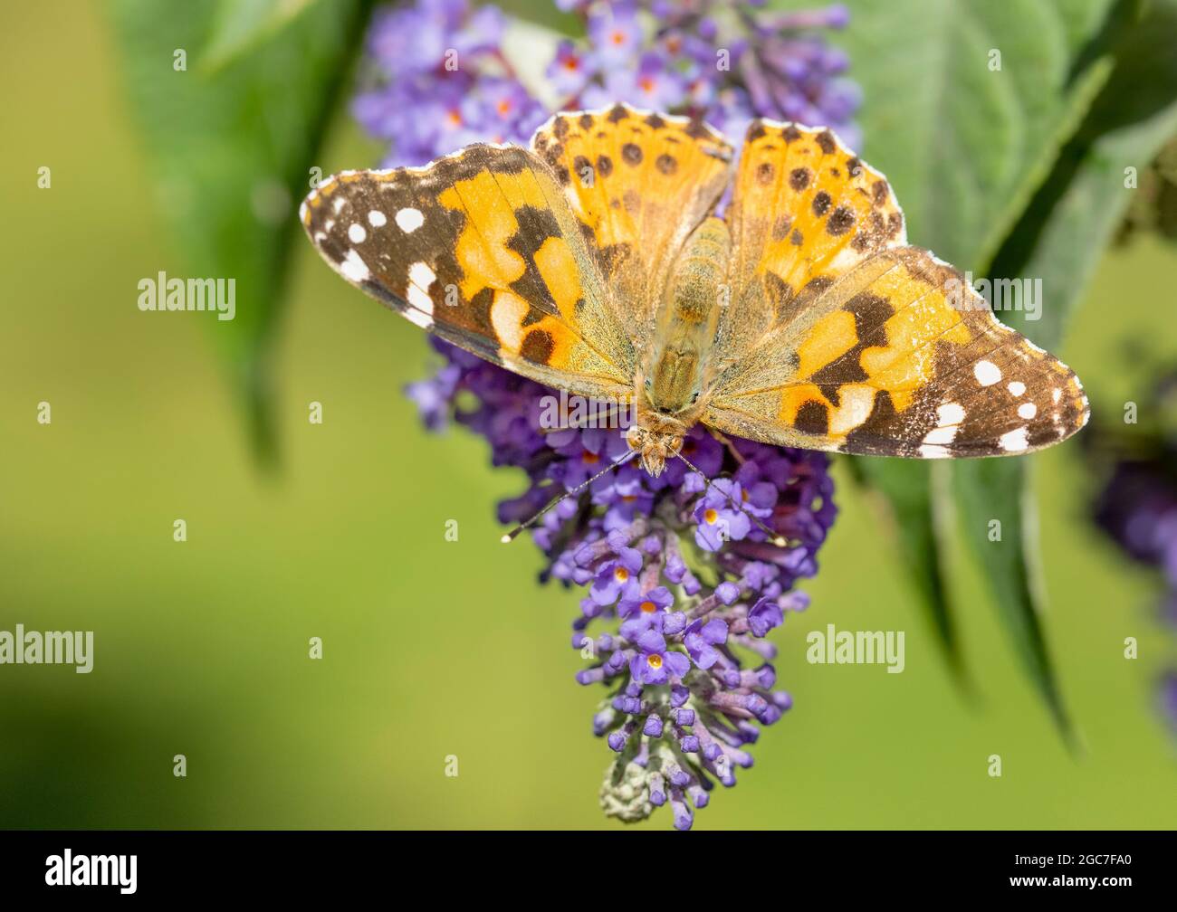 vanessa cardui, painted lady butterfly, perched in a British Garden, Summer 2021 Stock Photo