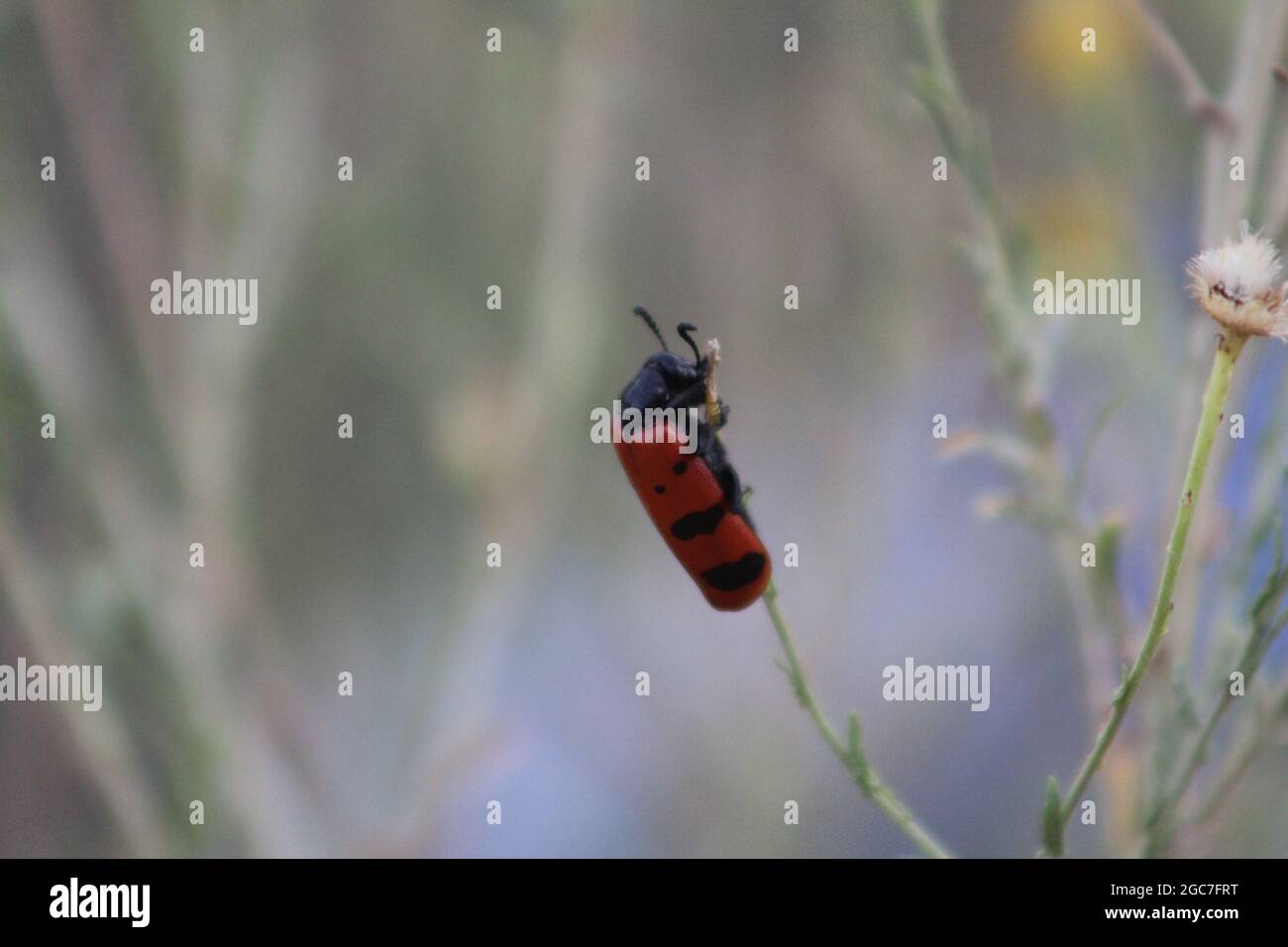 insect growth stages Stock Photo
