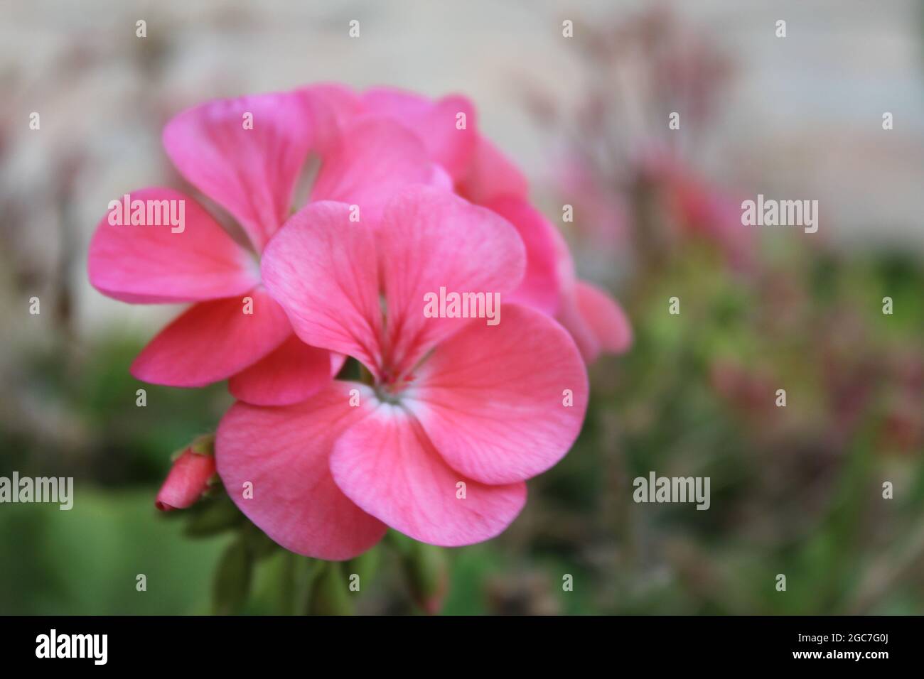 pink flower macro photography Stock Photo