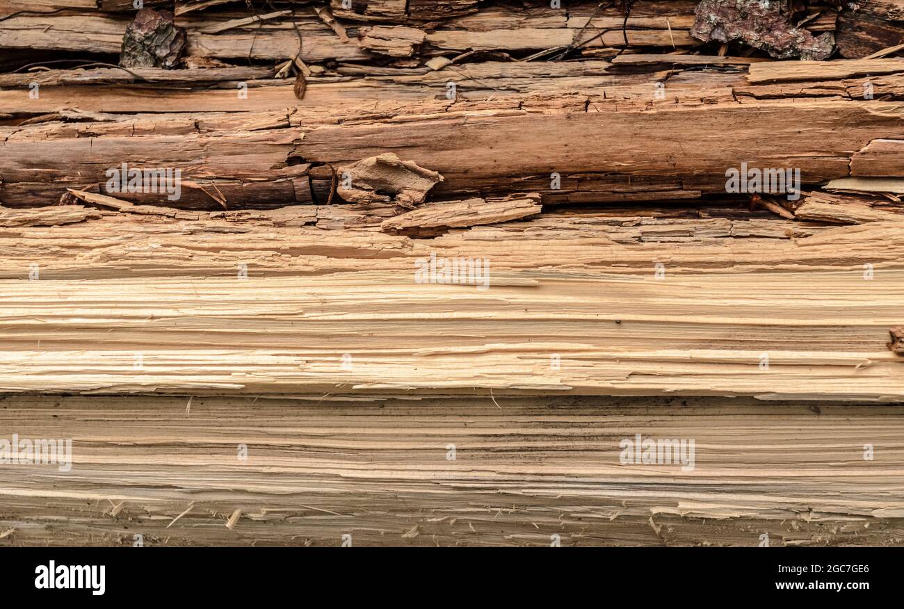 Wood grain texture of a tree trunk, natural abstract background Stock Photo