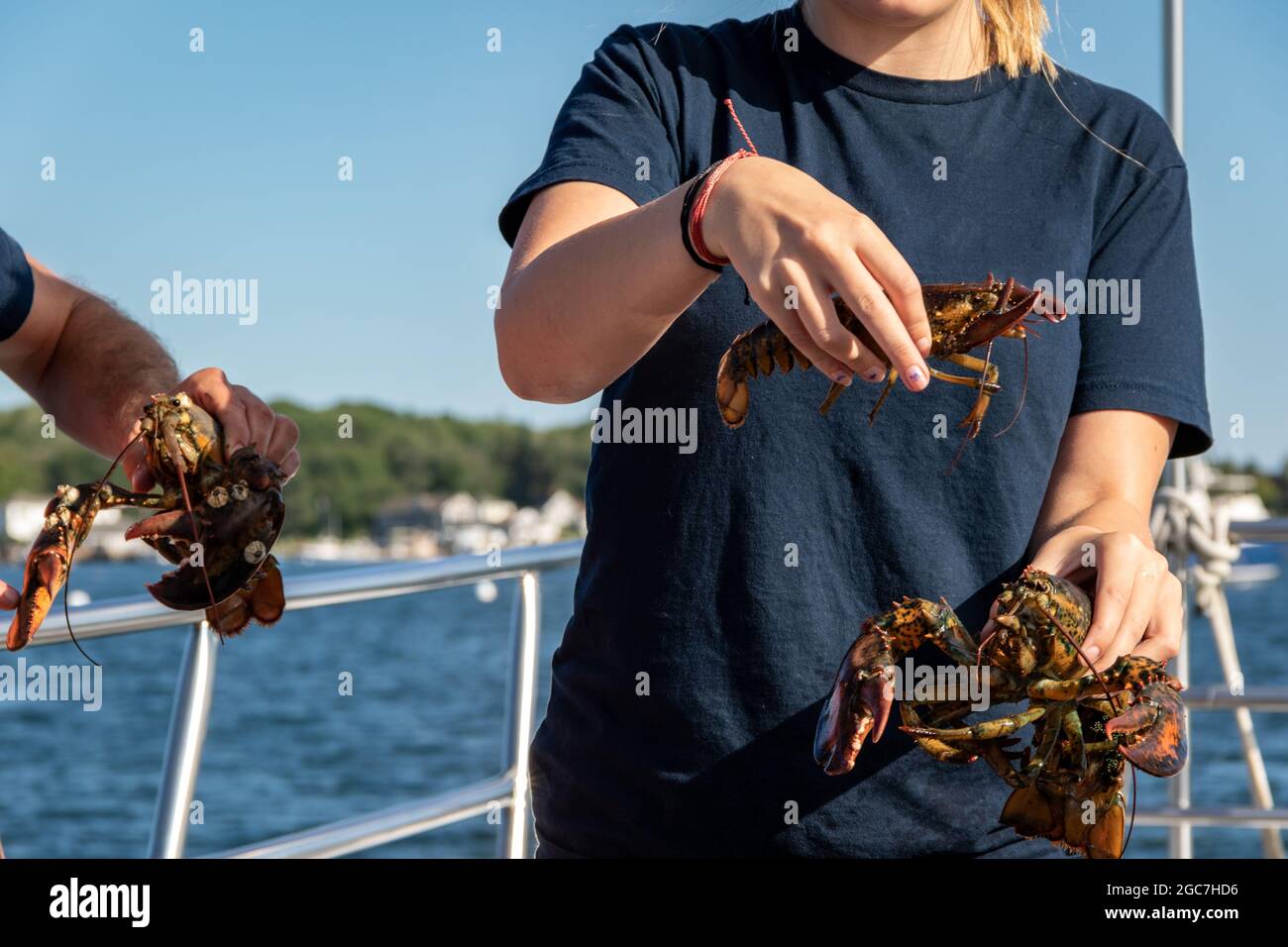 Live Lobster haul and demonstration on a boat in Boothbay Harbor Maine