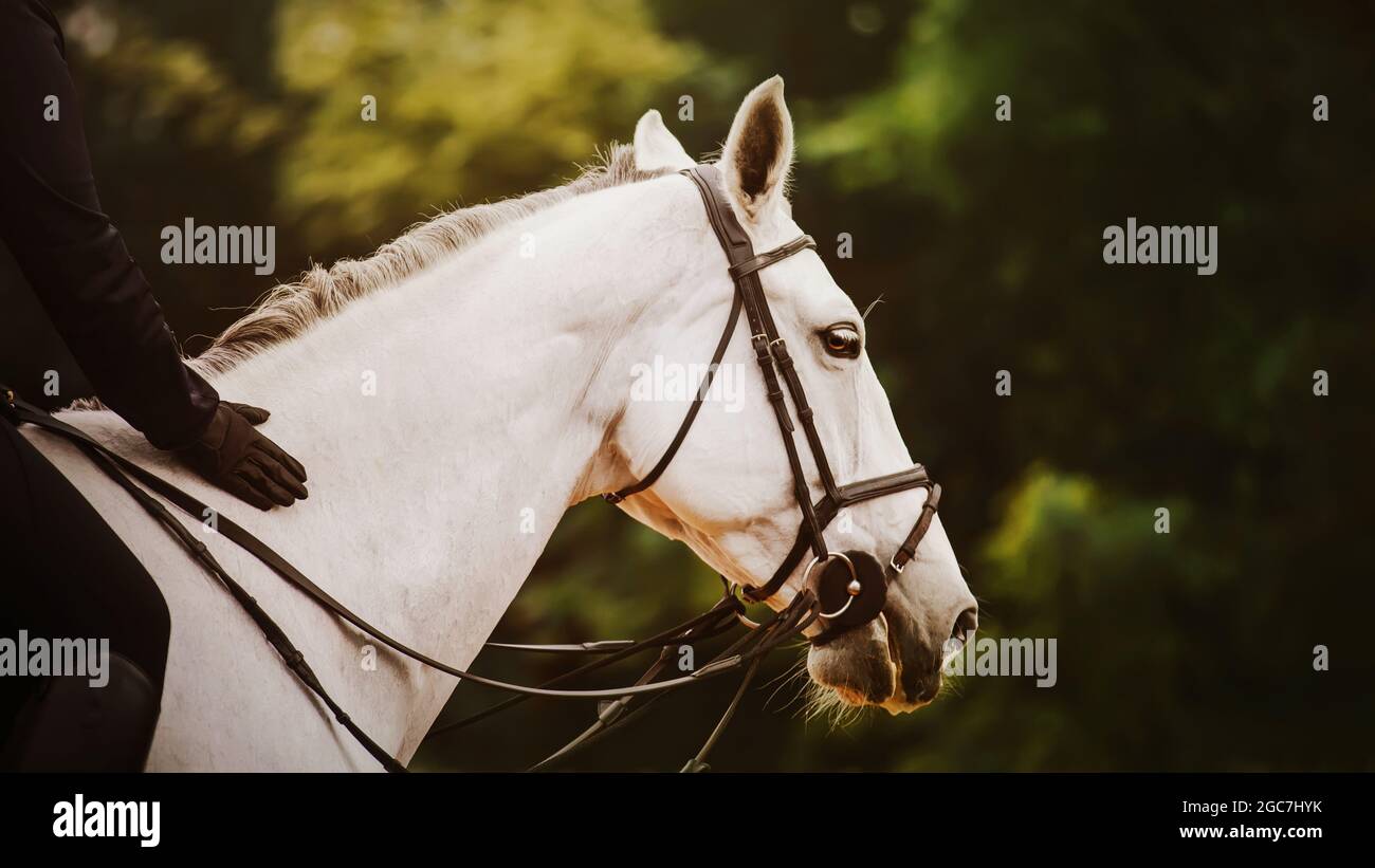 Portrait of a beautiful white horse with a rider in the saddle, which trains on a summer evening against the background of green trees. Horse riding. Stock Photo