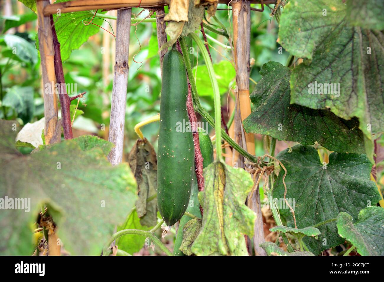 Cucumber is a vegetable belonging to the Cucurbitaceae family, native to eastern and southern