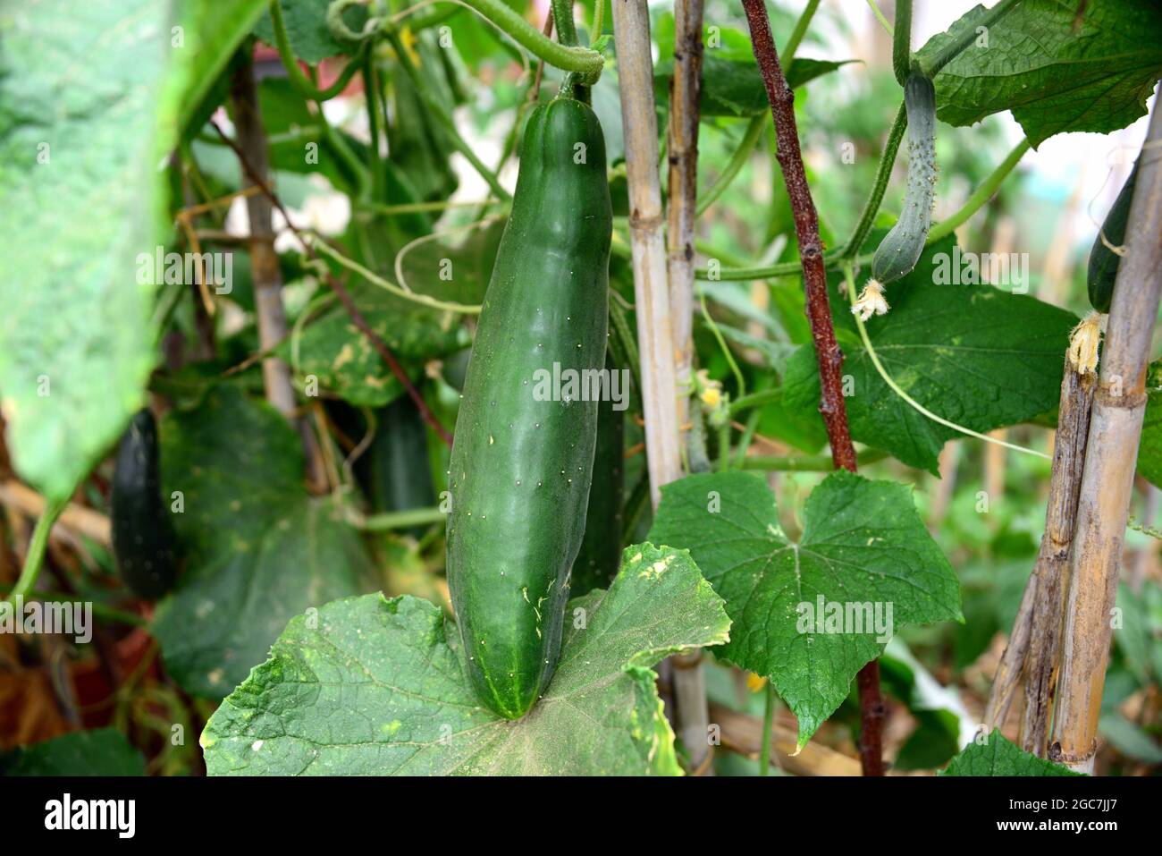 Cucumber is a vegetable belonging to the Cucurbitaceae family, native to eastern and southern