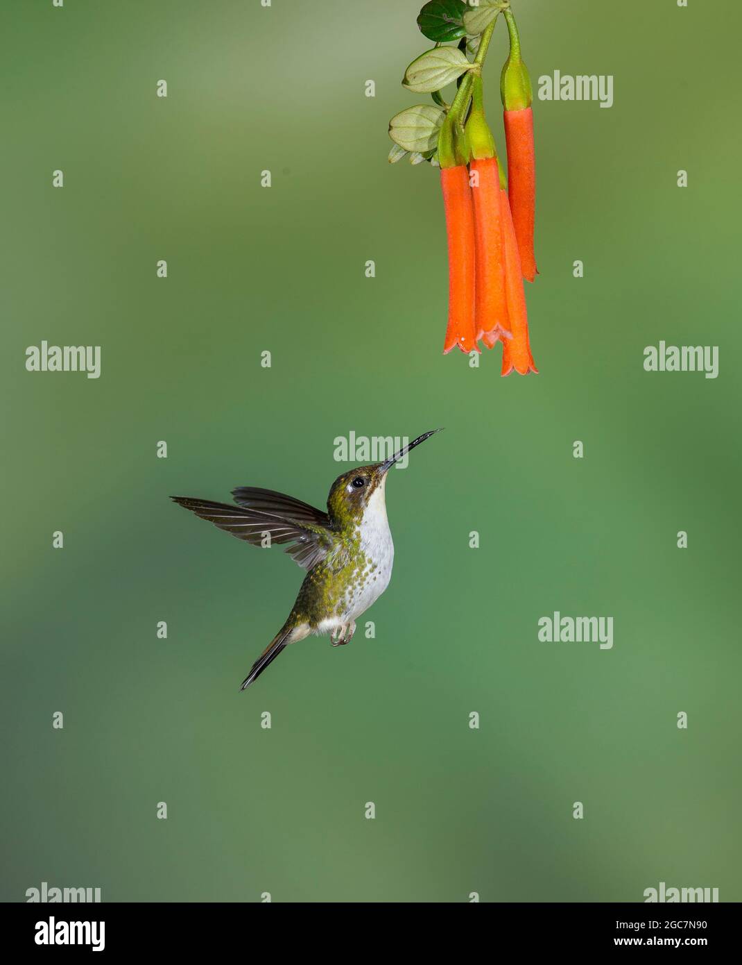 Booted Racket-tail (Ocreatus underwoodii) female Stock Photo