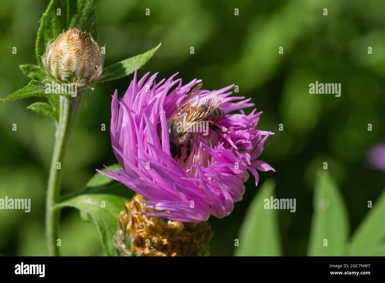 A Macro photo, a bee collects nectar on a Carduus flower of a thistle. Close up view Stock Photo