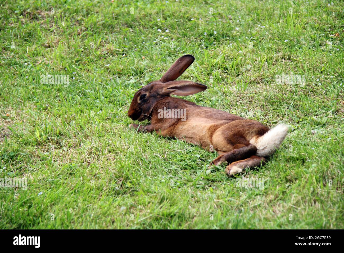 Beautiful Alpine Wild Rabbit in grass Stock Photo - Alamy