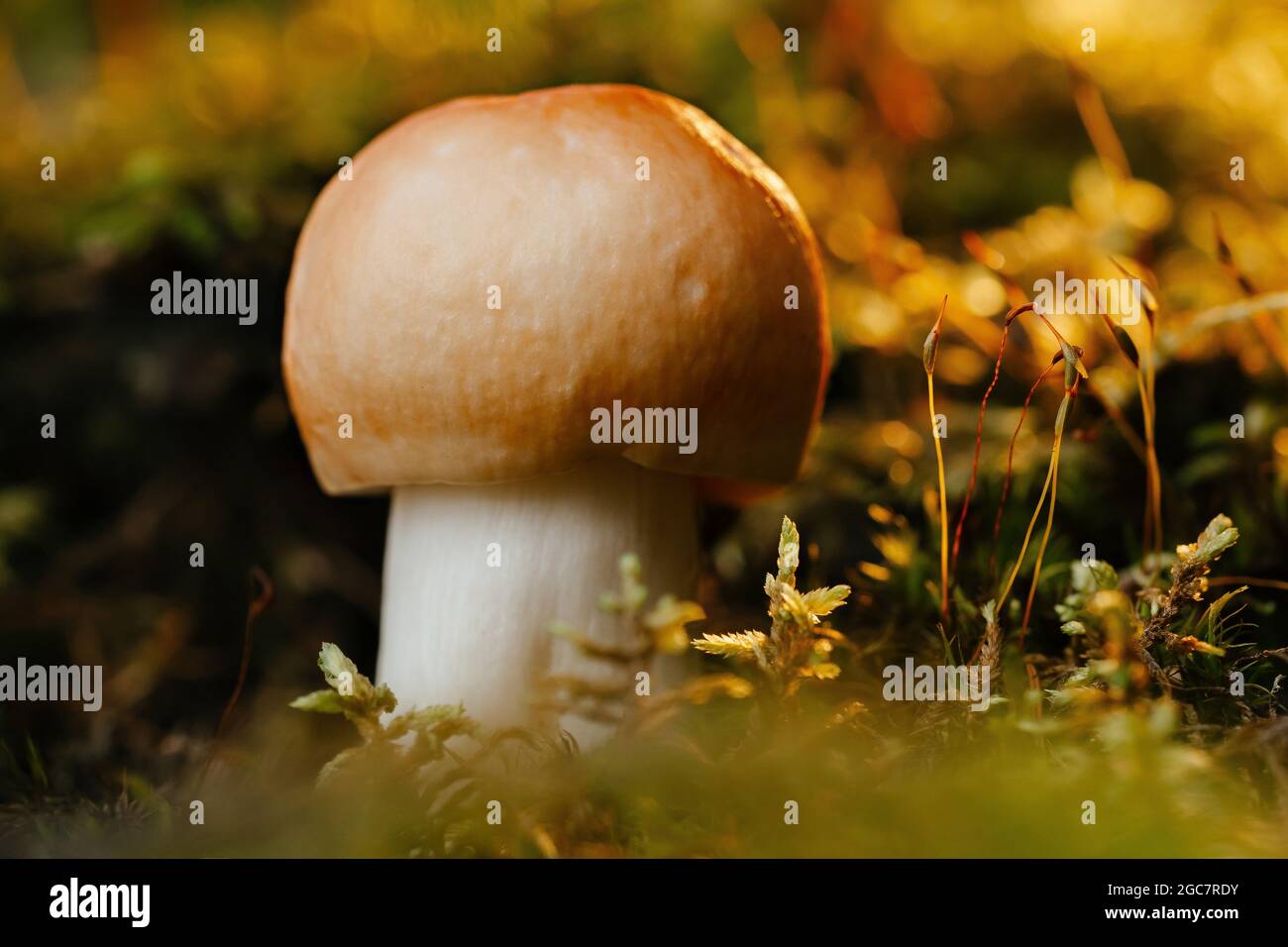 Russule mushroom hi-res stock photography and images - Alamy