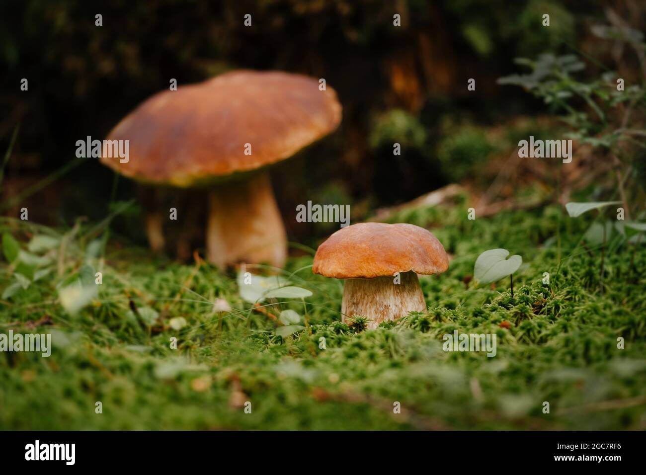Mushroom of the genus mossy on moss Stock Photo
